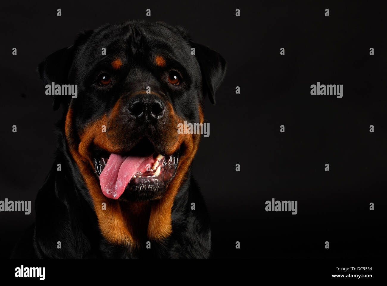 Pant Rottweiler rottweiler panting with tongue out on black background Stock Photo - Alamy