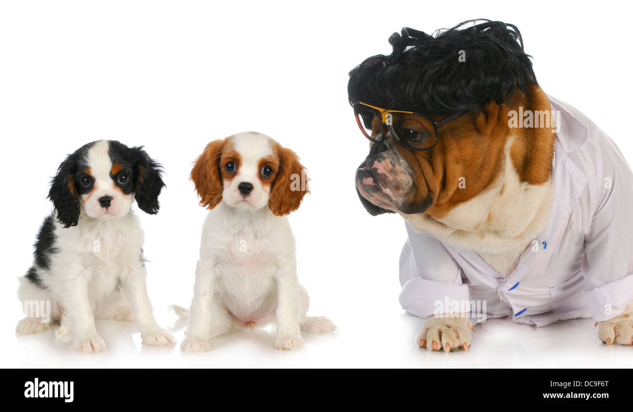 veterinary care - english bulldog doctor taking care of two cavalier king  charles spaniel puppy patients on white background Stock Photo - Alamy