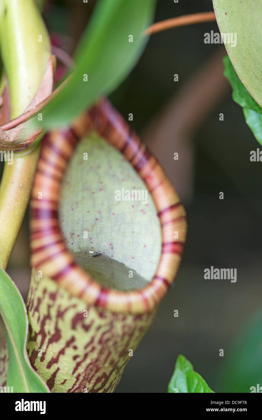 Pitcher Plant: Nepenthes spectabilis x ventricosa. Showing fluid in pitcher. Stock Photo