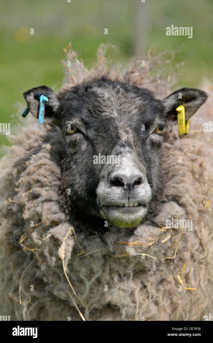 Shetland Sheep. Ewe. Farm, Surrey, England Stock Photo Alamy