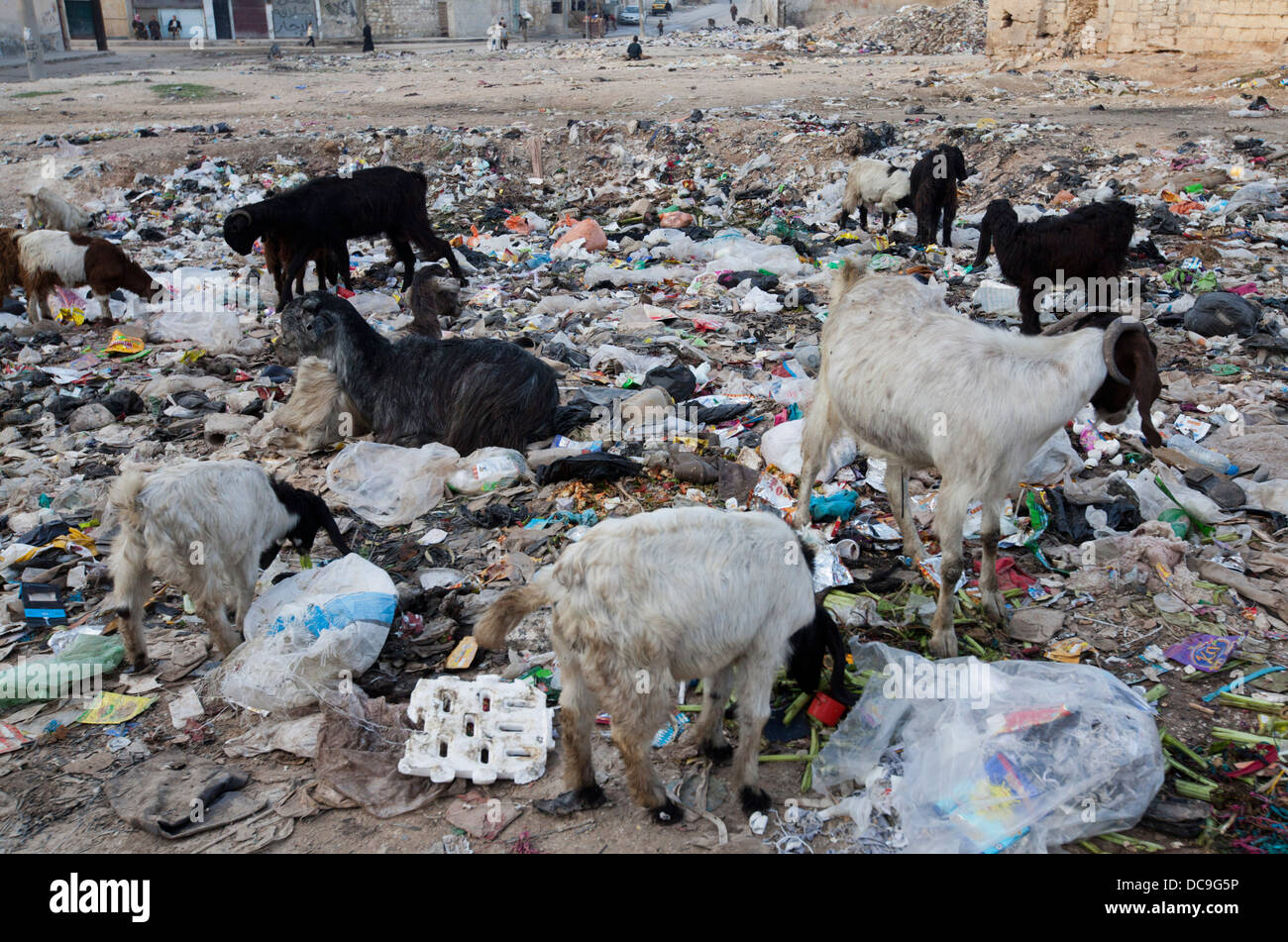 Goats eat trash in Aleppo Stock Photo Alamy