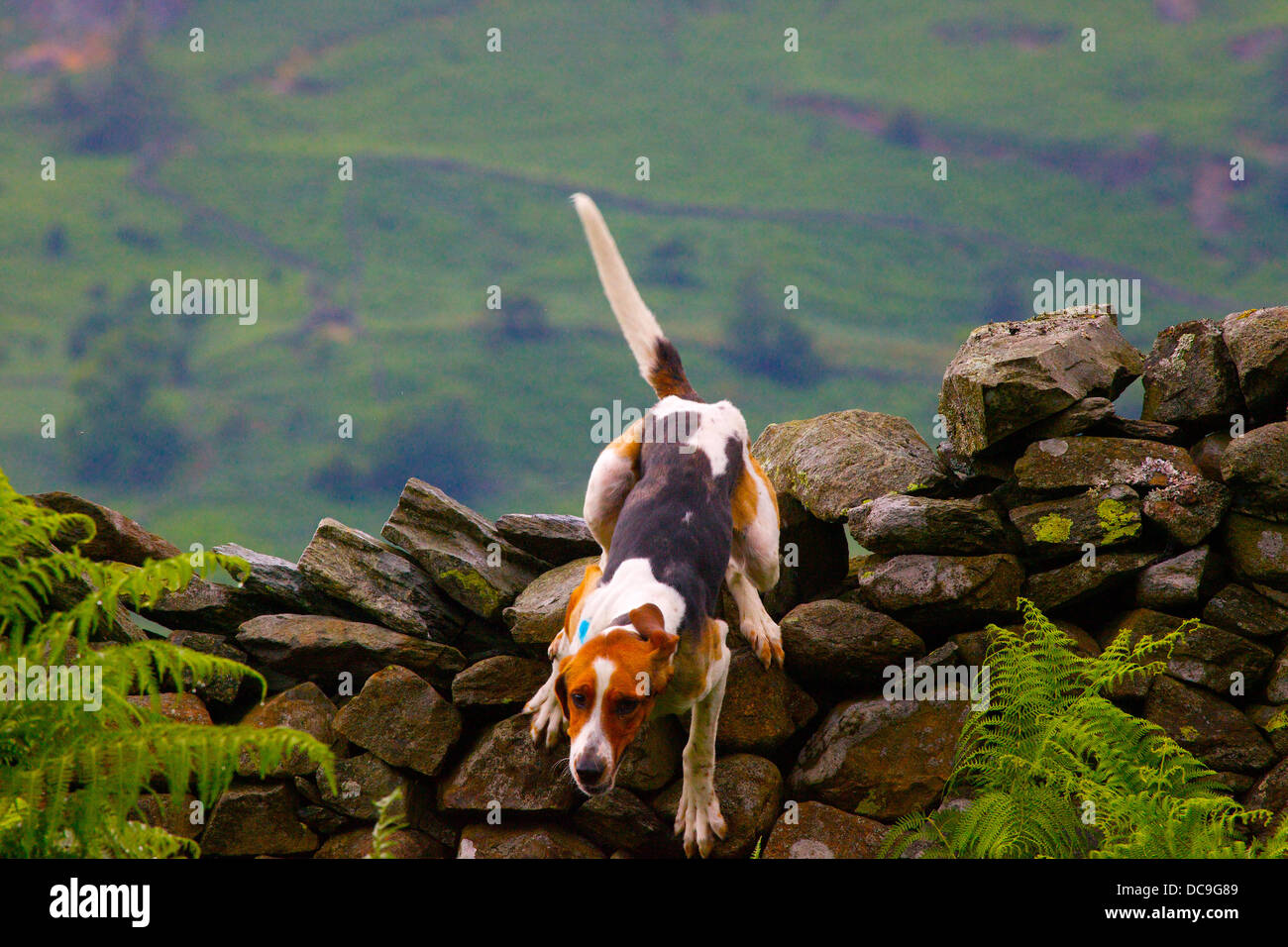 Trail Hound jumping over a dry stone wall Ambleside Sports in The Lake District, Cumbria, England, UK Stock Photo