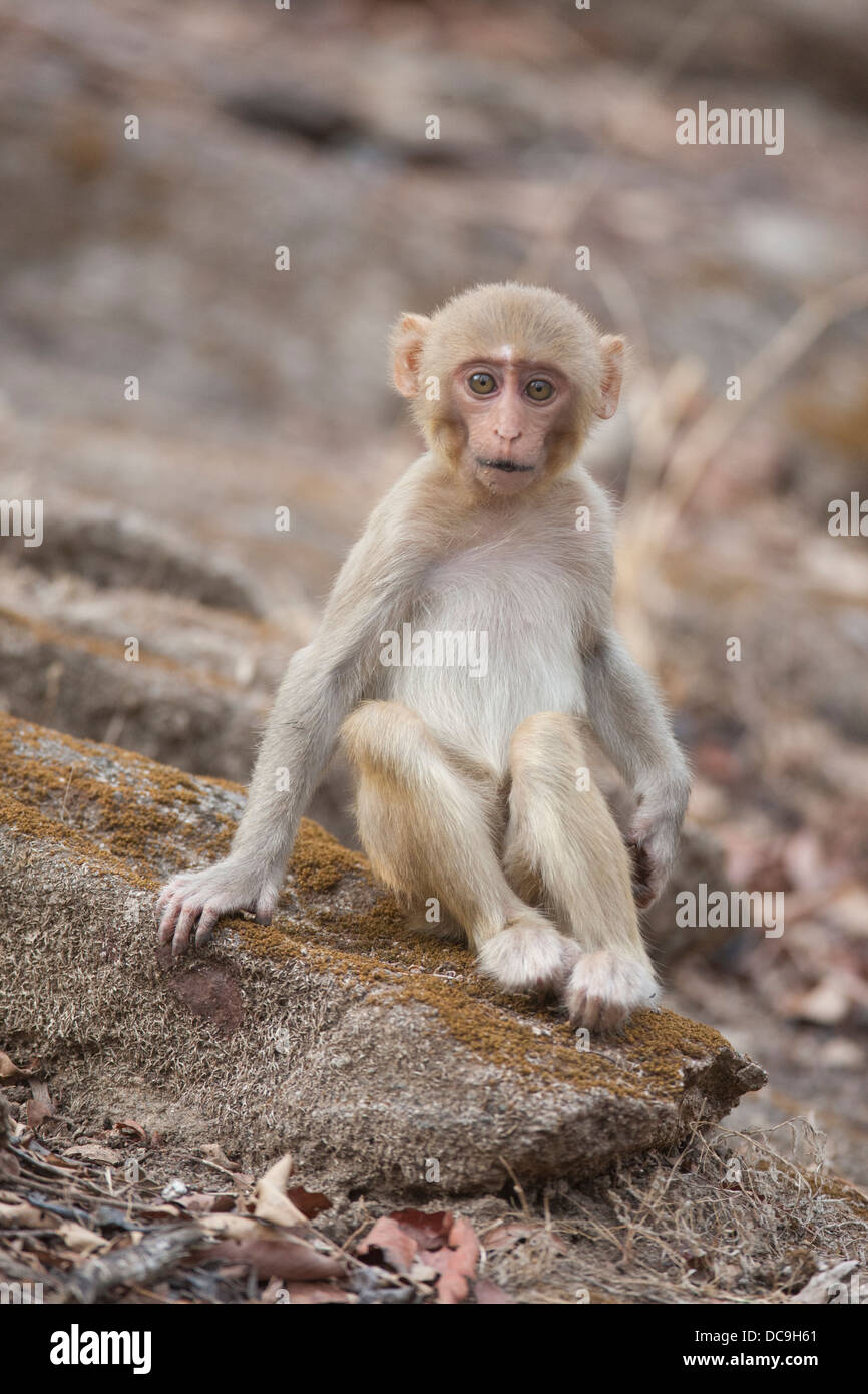 The cute rhesus macaque doing it's mischief and engaging look Pench Tiger Reserve / National Park / Sanctuary in Madhya Pradesh Stock Photo