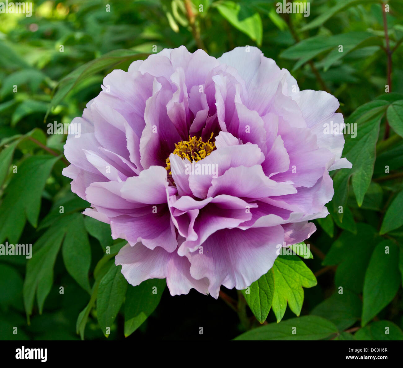 Japanese peony. Paeonia suffruticosa. Flower. Cultivar. Gift of the city of Yatsuka in Japan, to the city of Paris. Stock Photo