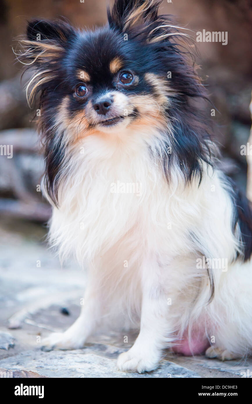 Pomeranian Tilted Head Dog Close up of black and white female Pomeranian dog, also called Pom or Pom Pom Texas, USA Stock Photo