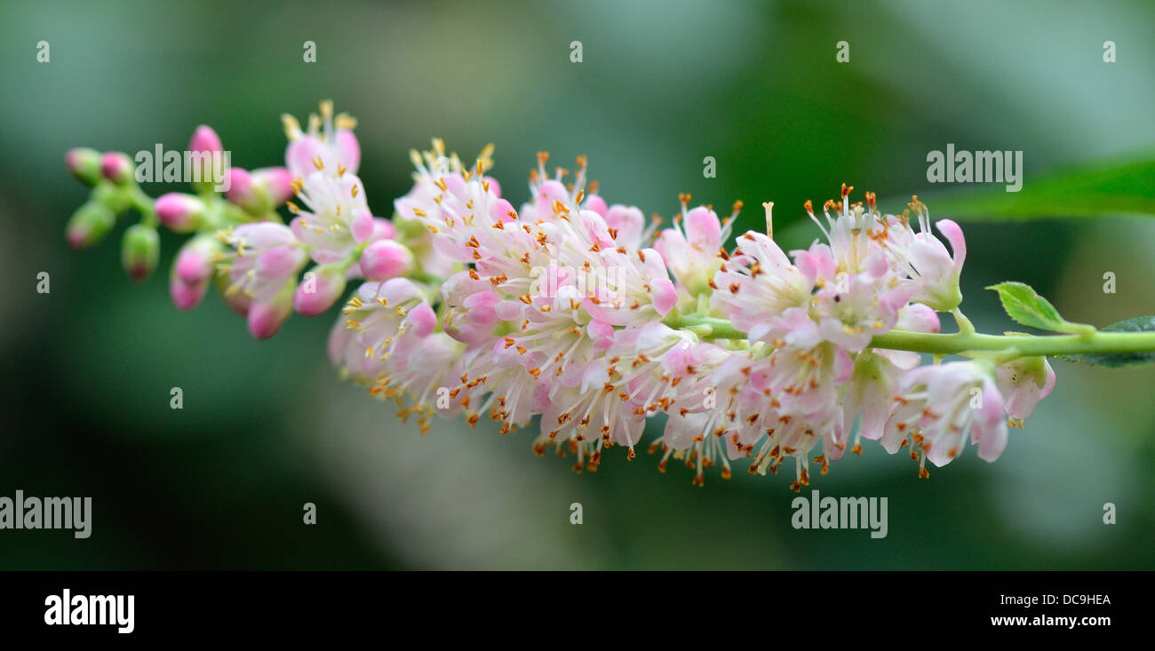 Clethra fargesii fragrant blossom close up Stock Photo