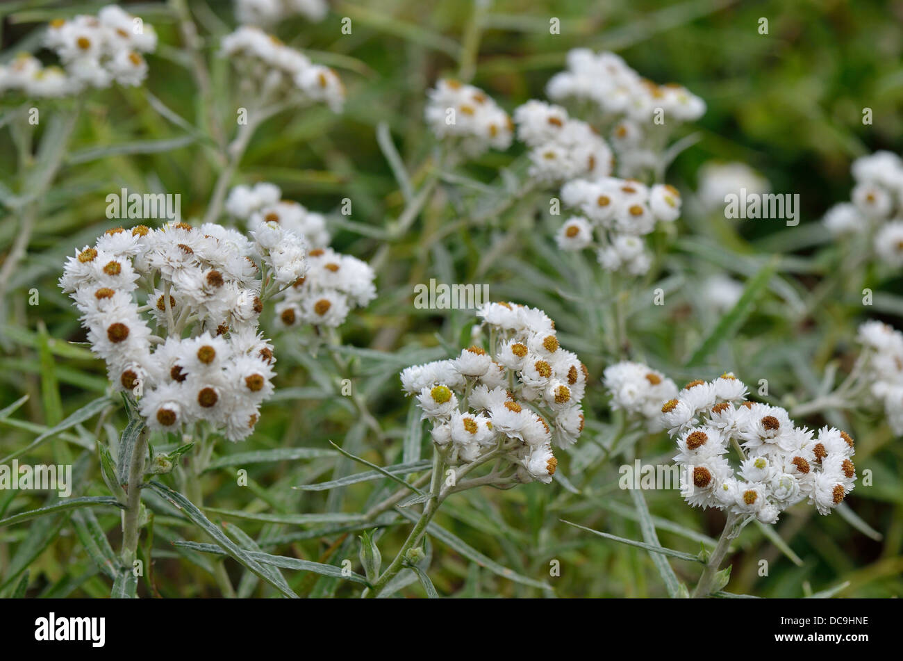 Pearly everlasting Anaphalis margaritacea flowers close up Stock Photo