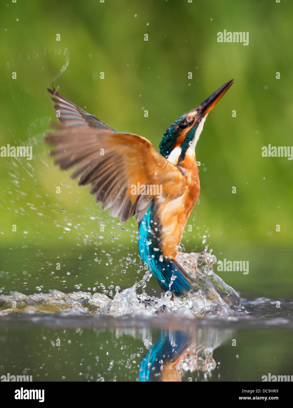 Female Common Kingfisher (Alcedo atthis) in flight after diving Stock Photo