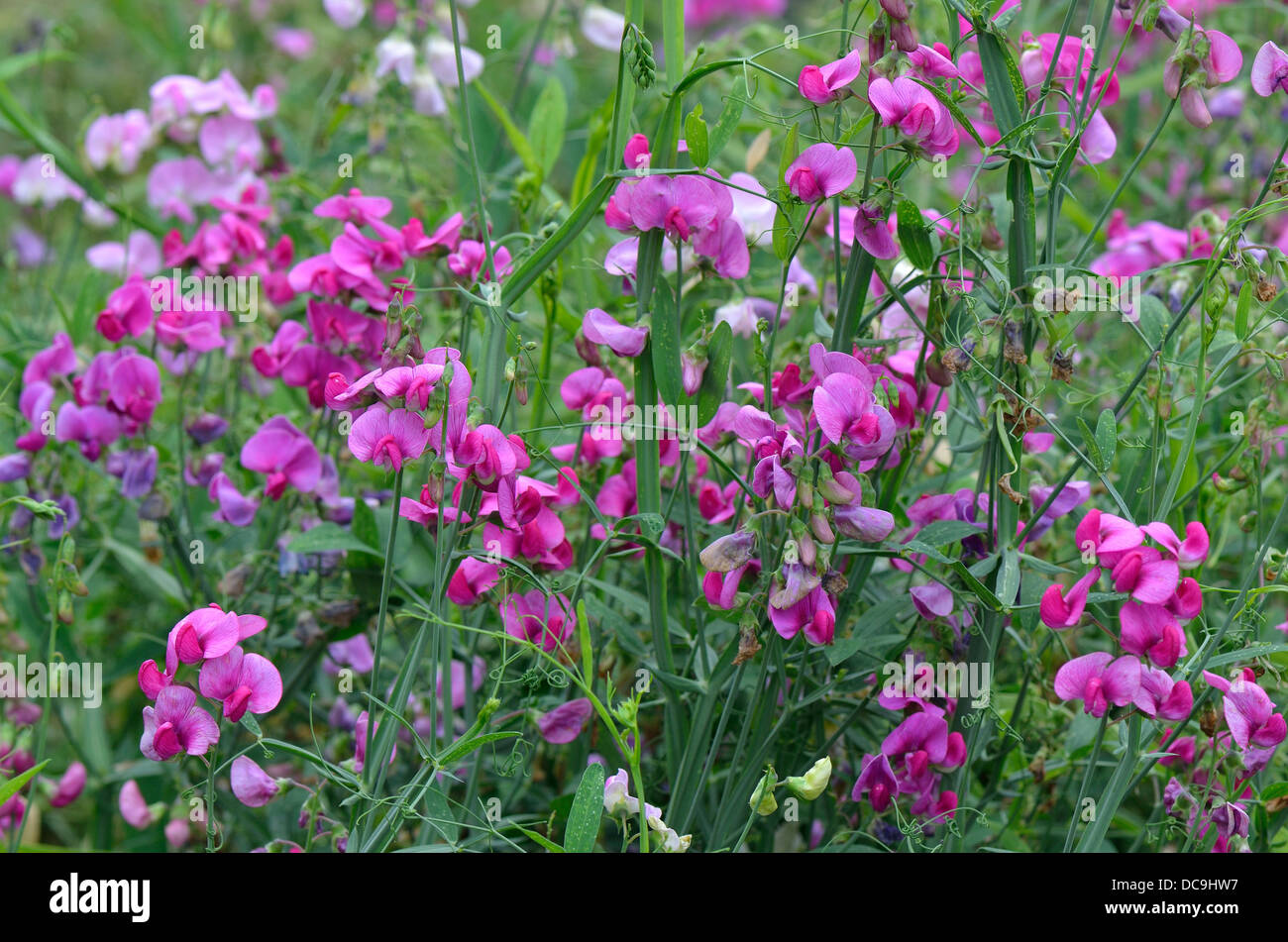 Purple everlasting pea flowers Lathyrus latifolius Stock Photo