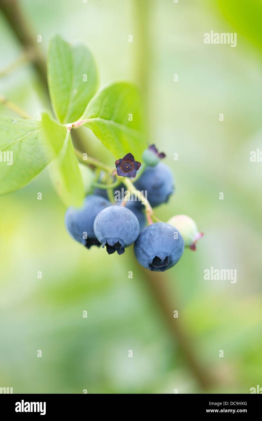 Vaccinium corymbosum. Blueberry Grover fruit on a bush Stock Photo