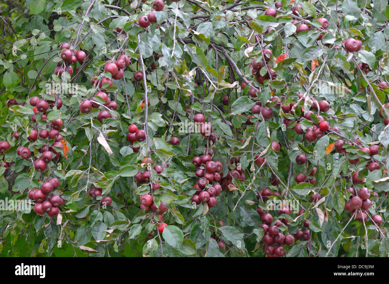 Crab apple tree with young fruits Malus purpurea Stock Photo