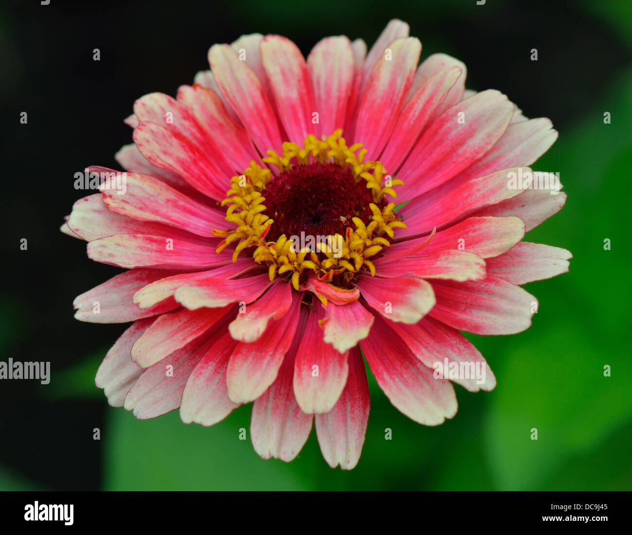 Pink zinnia flower close up Stock Photo Alamy