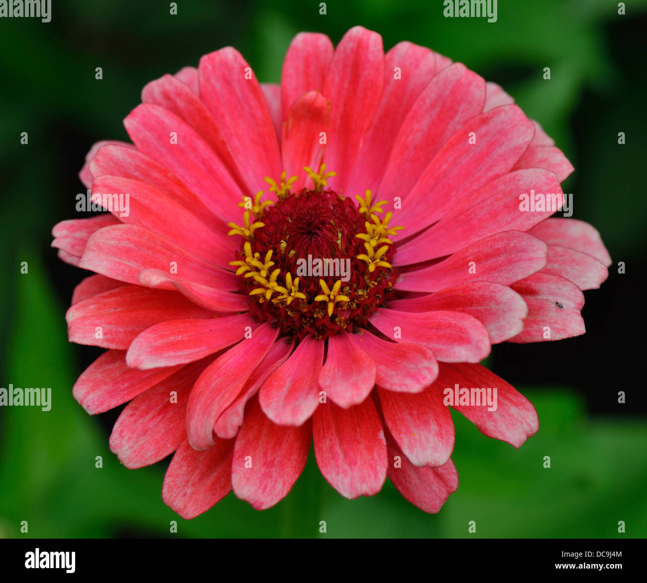 Pink zinnia flower close up Stock Photo