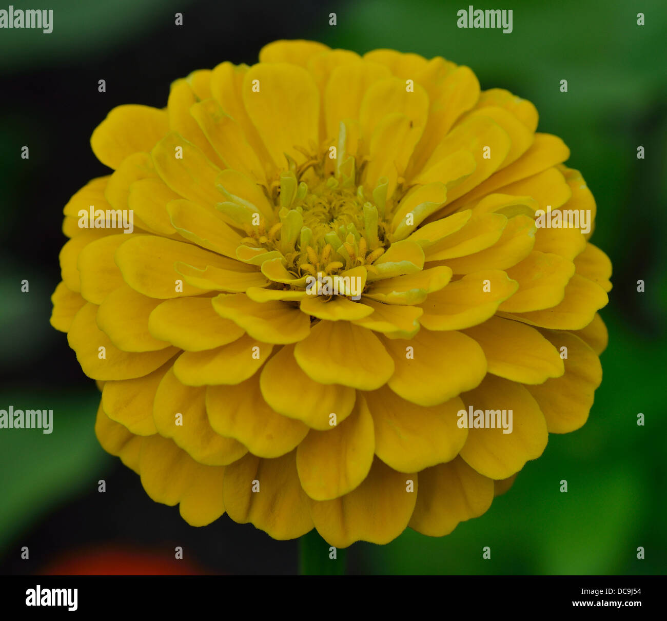 Yellow zinnia flower close up Stock Photo
