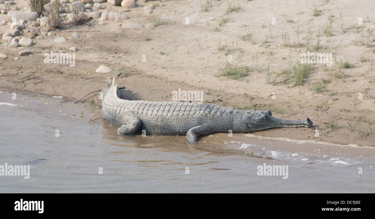 Gharial (Gavialis gangeticus) crocodile basking in the sun on a riverbank, Bardia National Park, Nepal Stock Photo