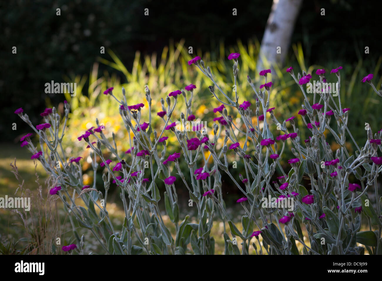 flowering garden plants in soft evening light Stock Photo