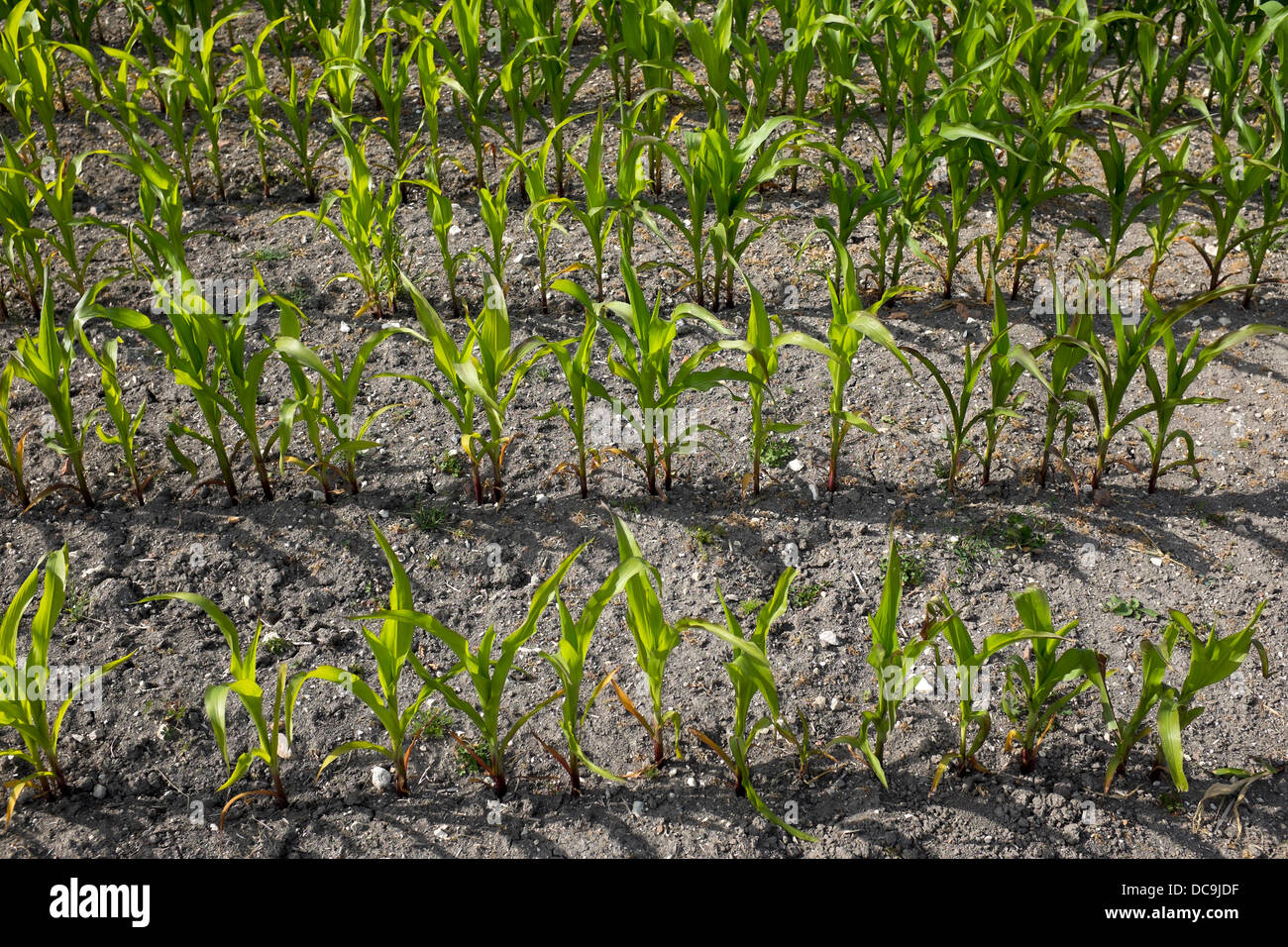 Crops crop land rows hi-res stock photography and images - Alamy
