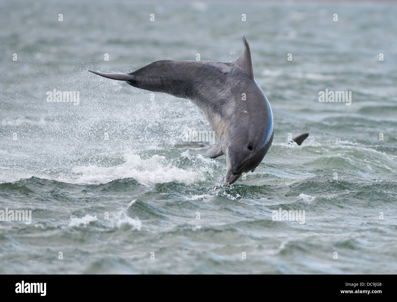 Bottlenose Dolphin leaping for Salmon at Chanonry Point, Scotland Stock Photo