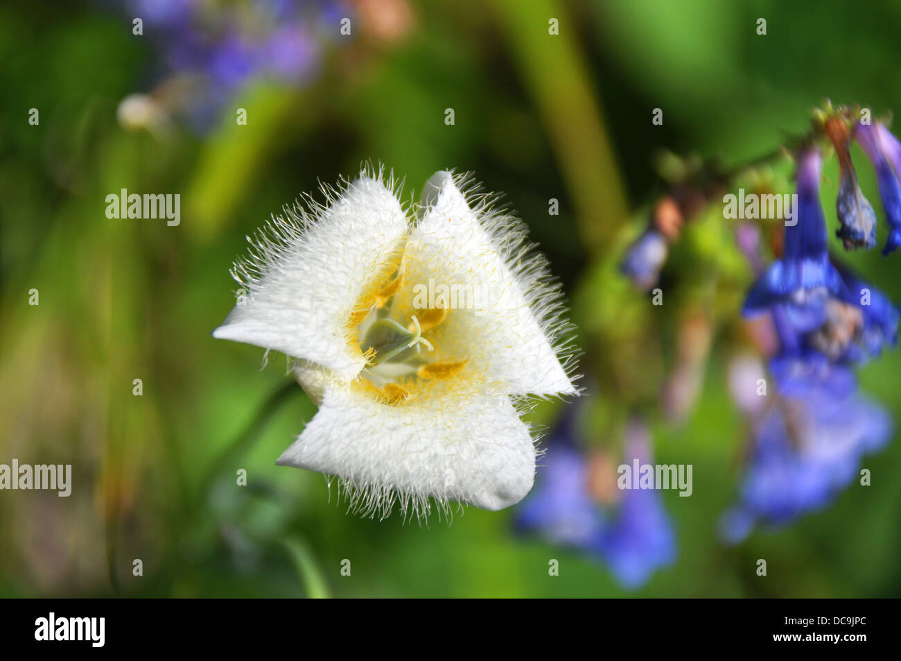 Beautiful Mountain Cat’s ear with hairy petals Stock Photo