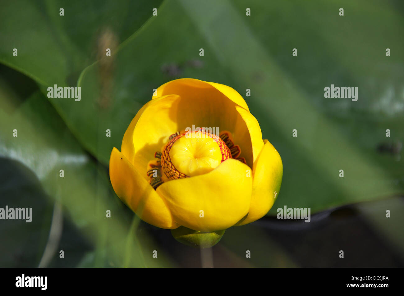 Yellow Pond Lily (Nuphar lutea) on green leaves Stock Photo Alamy