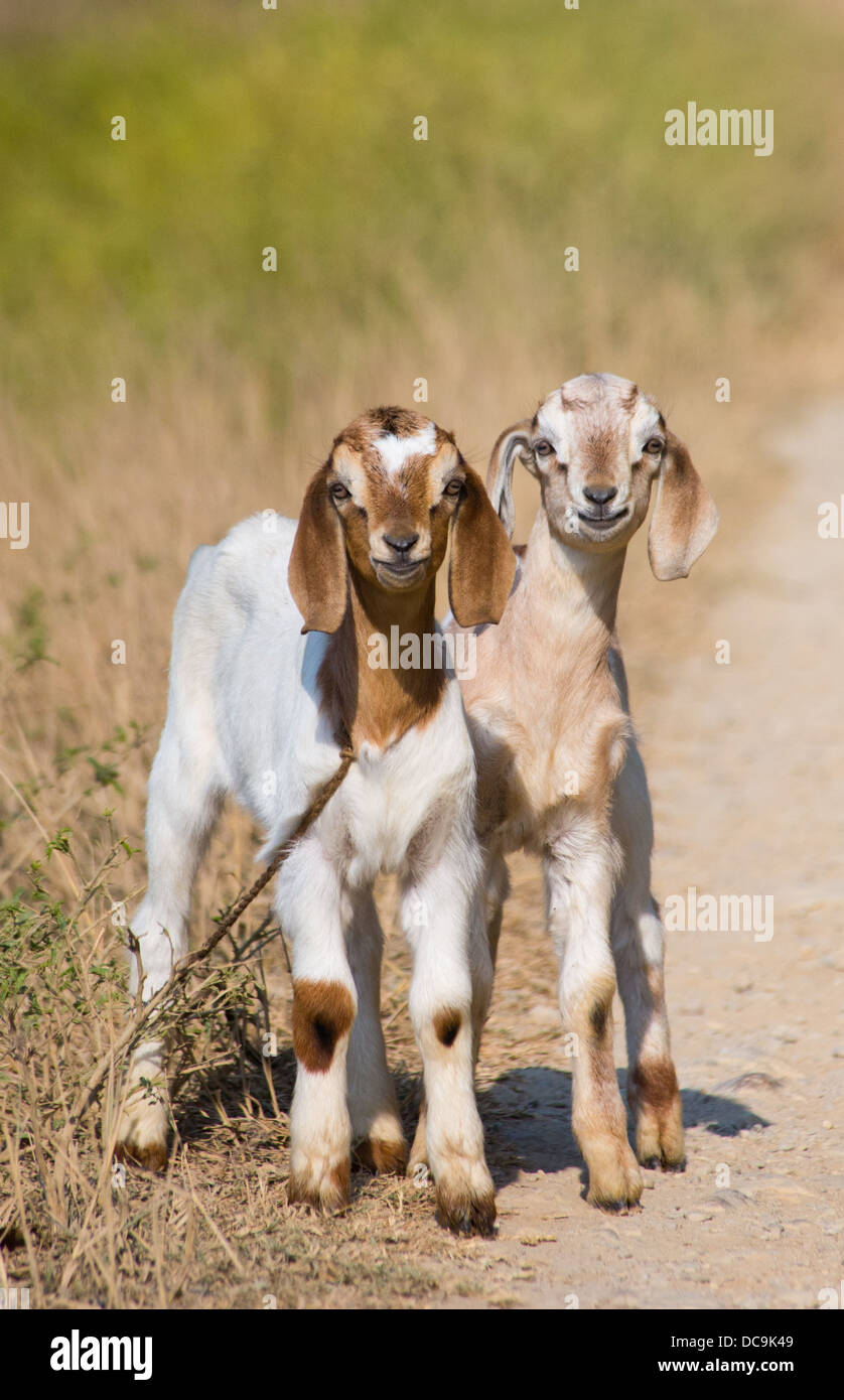 Baby goats (kids) in the Terai region of Nepal Stock Photo