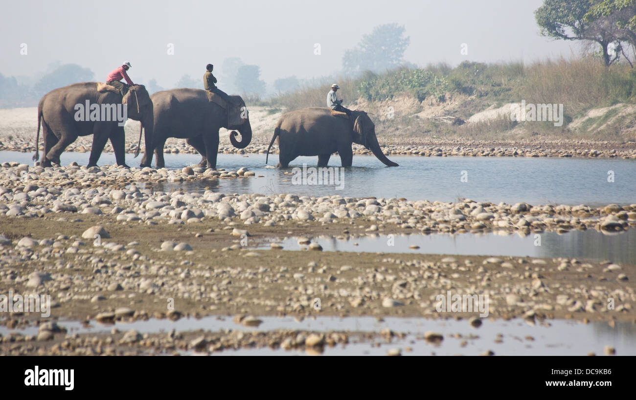 Mahouts riding elephants across the Karnali River, Bardia National Park, Nepal Stock Photo
