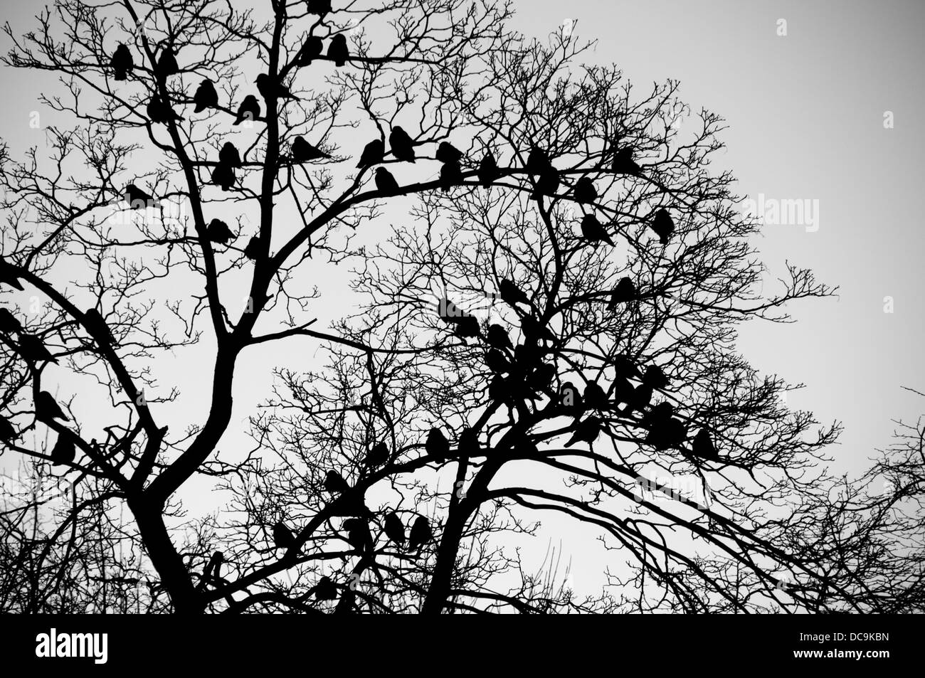 Tree with birds, winter, Gothenburg Stock Photo
