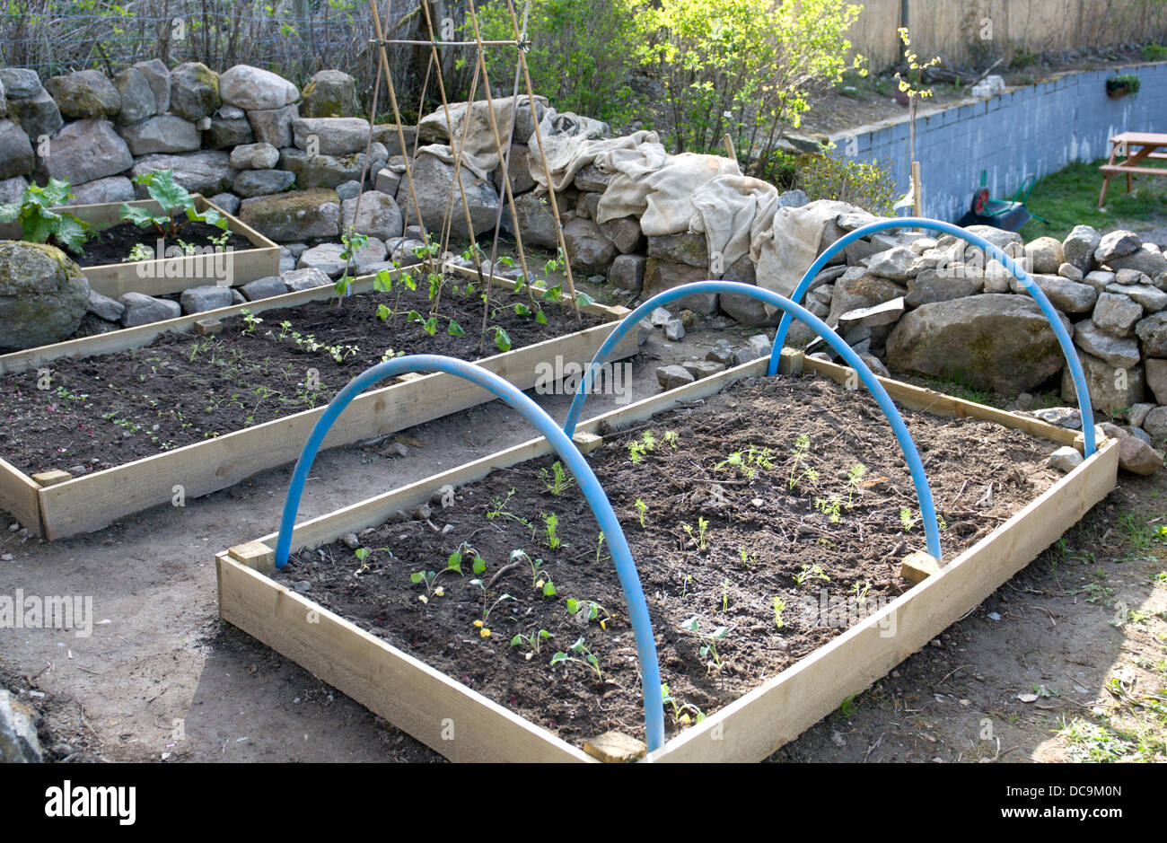 Seedlings in newly planted vegetable raised beds Stock Photo Alamy