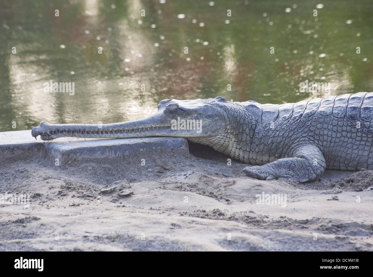 Gharial (Gavialis gangeticus) at the crocodile breeding centre in Bardia National Park, Nepal Stock Photo