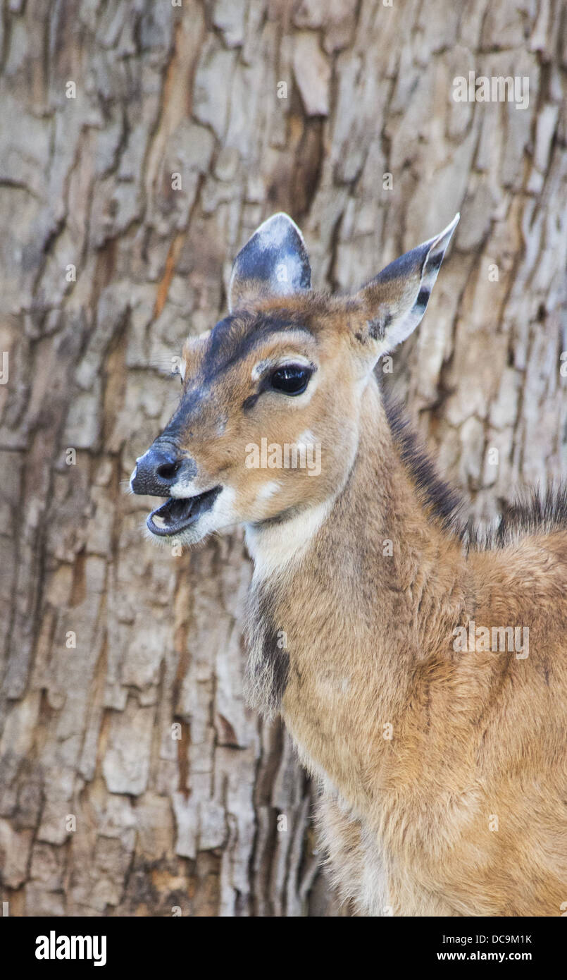Young nilgai hi-res stock photography and images - Alamy