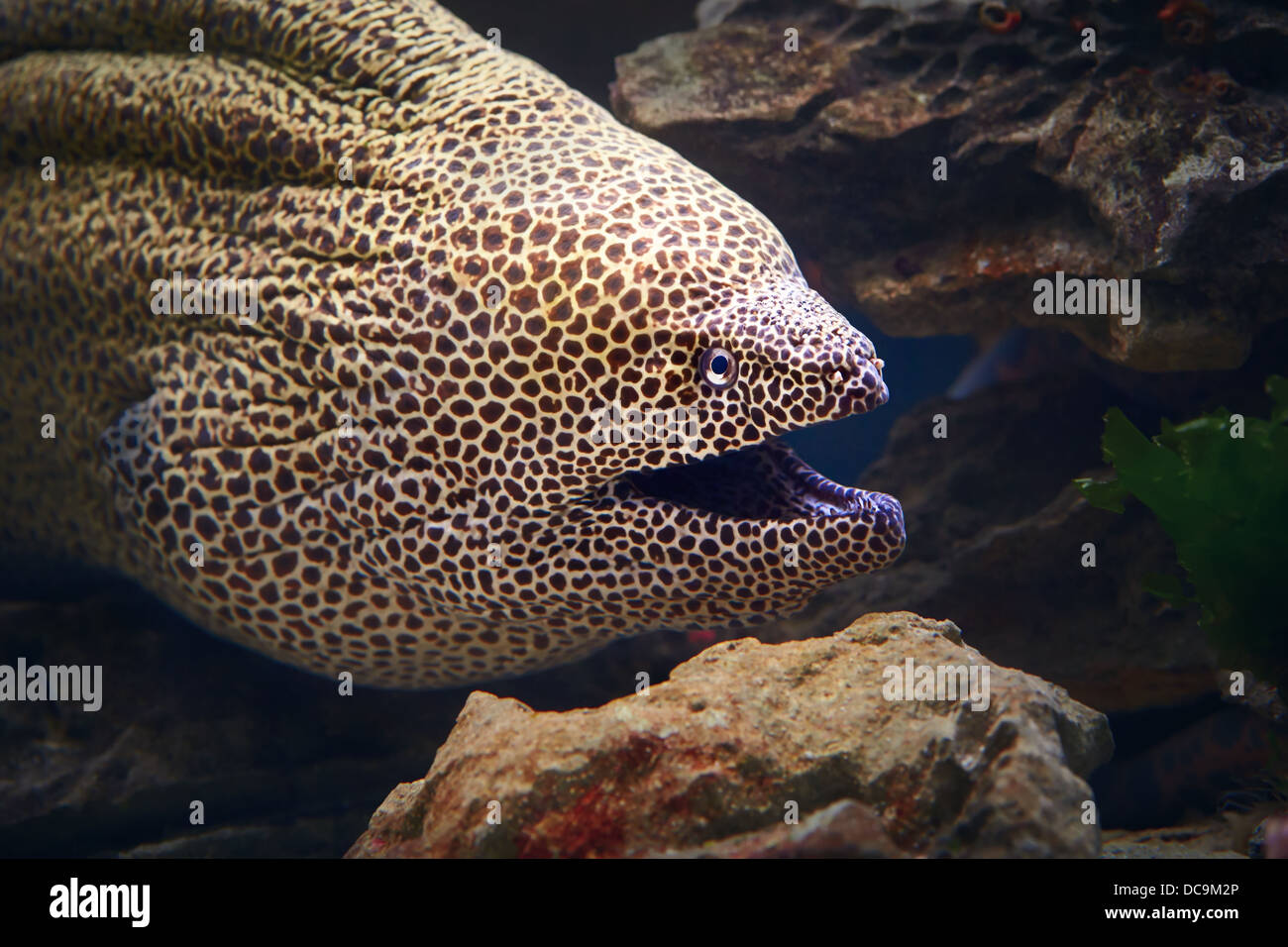 Honeycomb moray eel close-up (Gymnothorax favagineus ) Stock Photo