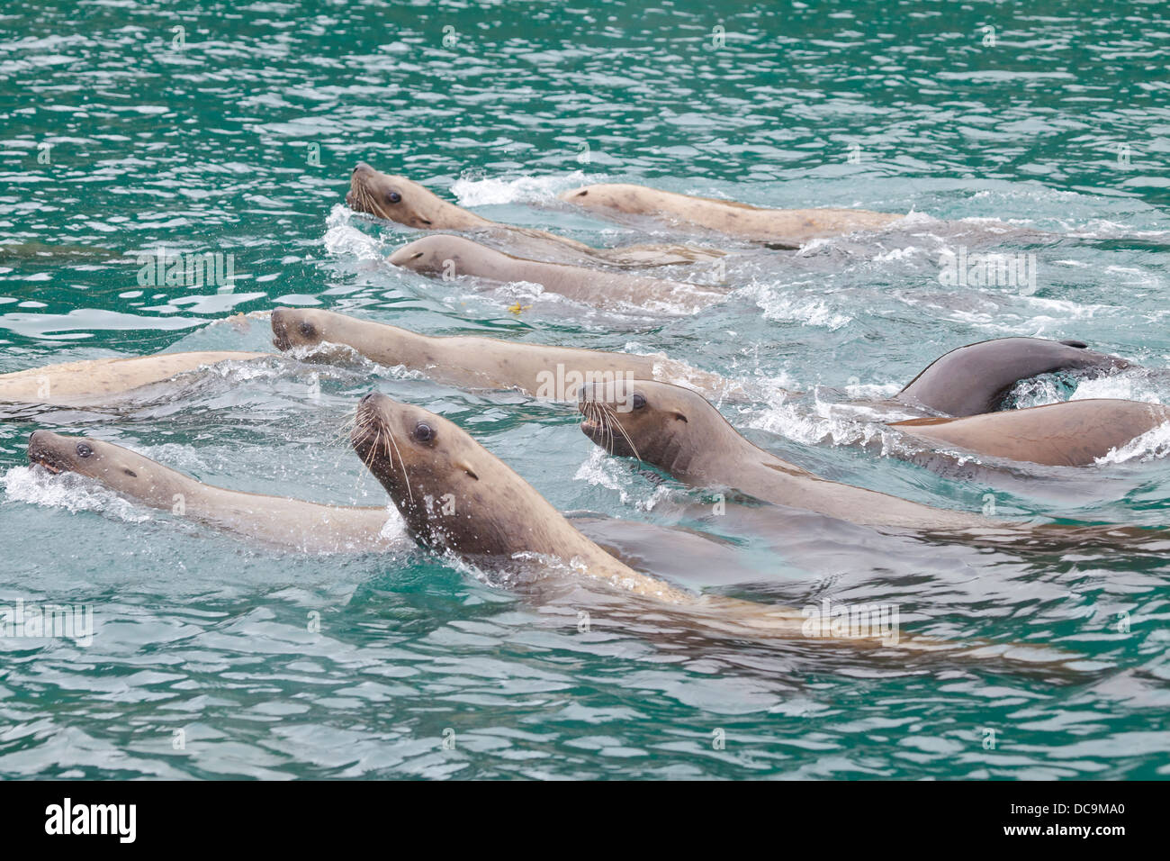 USA, Alaska, Inian Islands. Steller sea lions swimming near Elifin Cove. Stock Photo