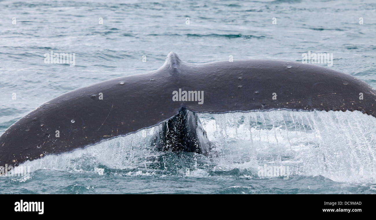 USA, Alaska, Inian Islands. Close-up of humpback whale fluke breaking the surface. Stock Photo