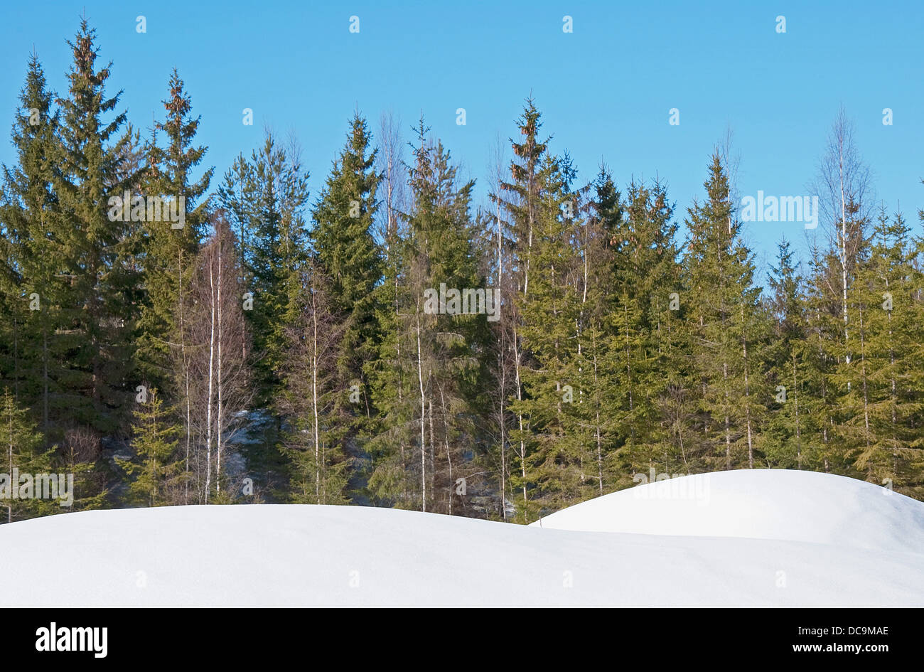 Spruce forest Stock Photo