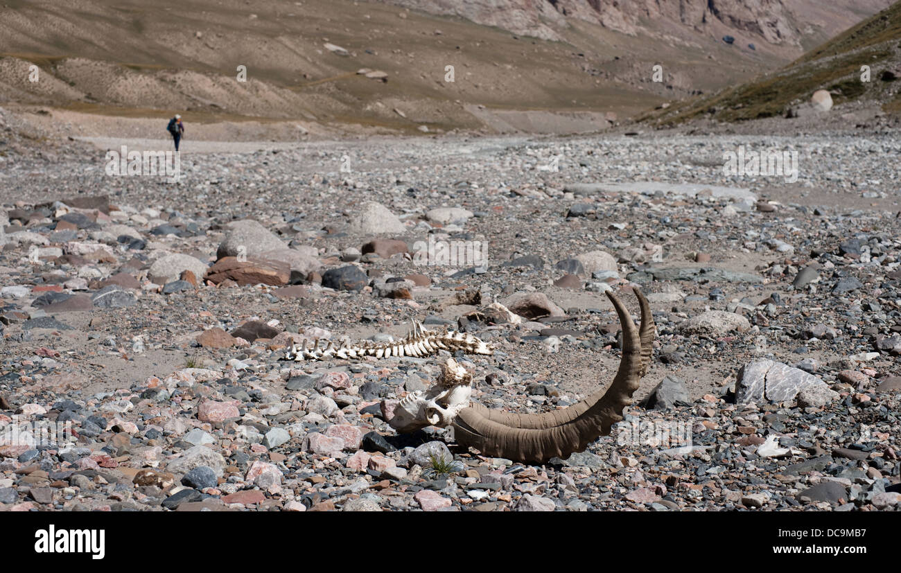 Elevated view on large size and spiraling horns and spine of Marco Polo sheep, met during hike in Kokshaal-Too mountains. Kyrgyzstan Central-Asia Stock Photo