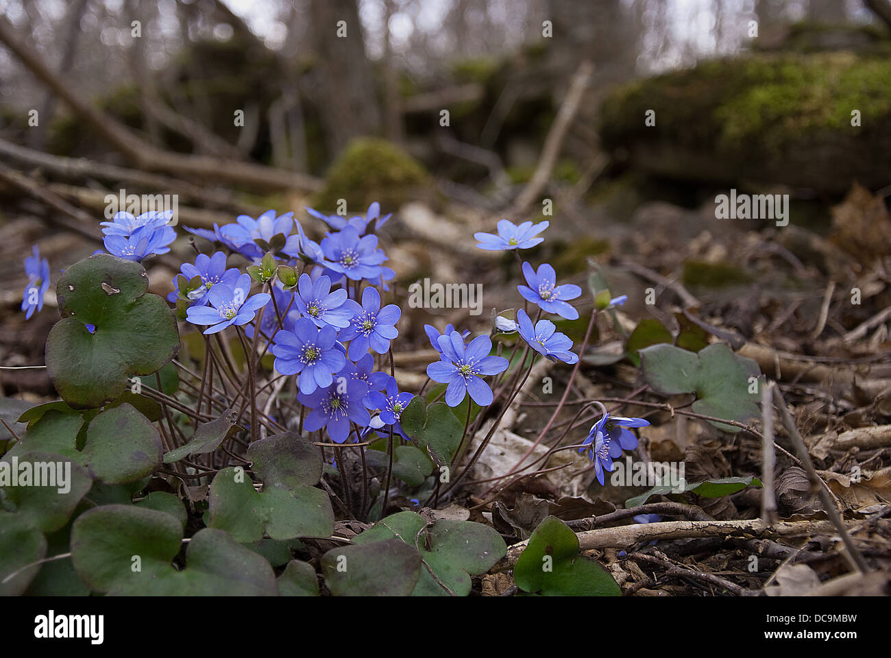 Hepatica flowers on forest hi-res stock photography and images - Alamy