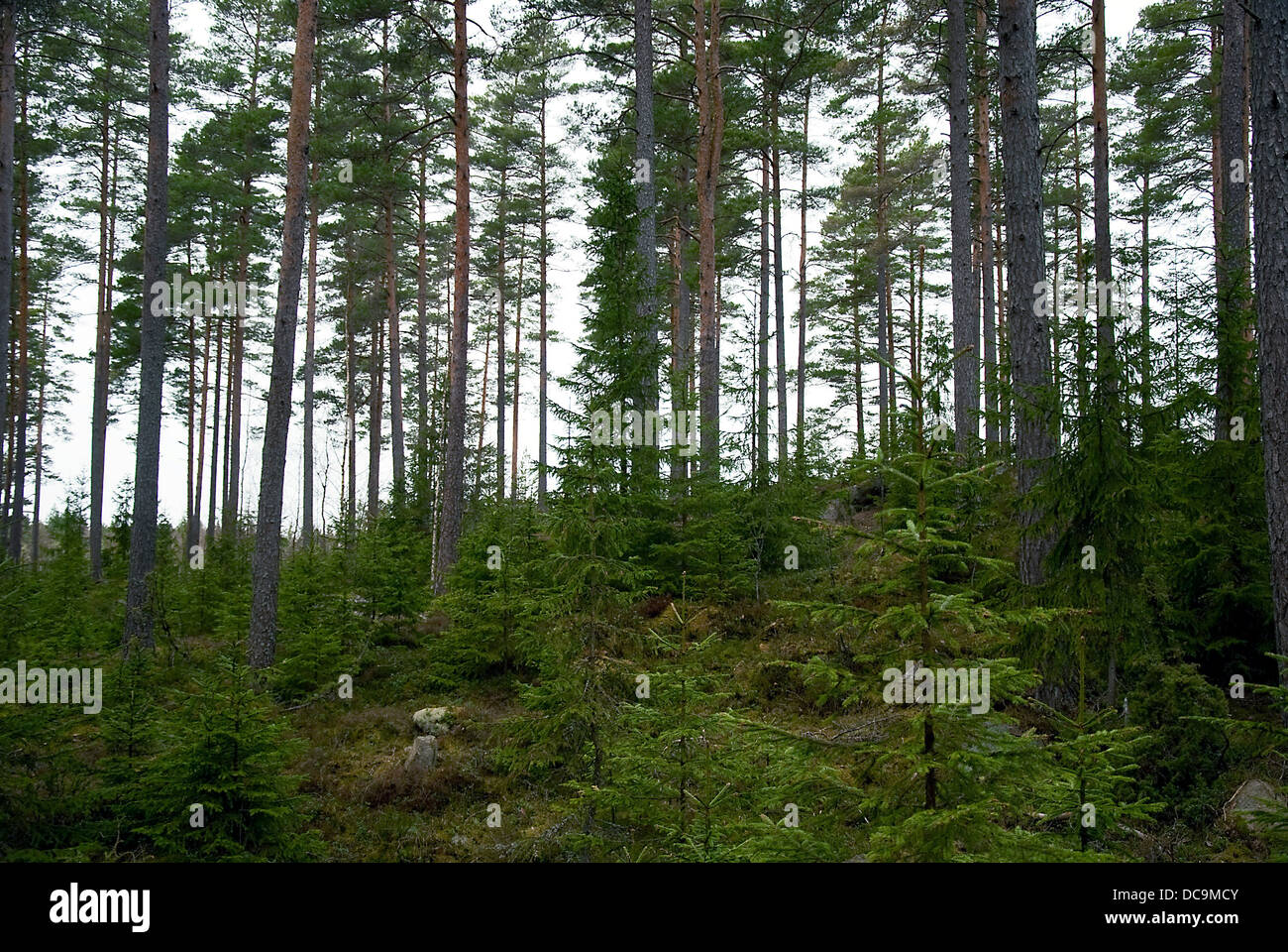Nordic woodland Stock Photo