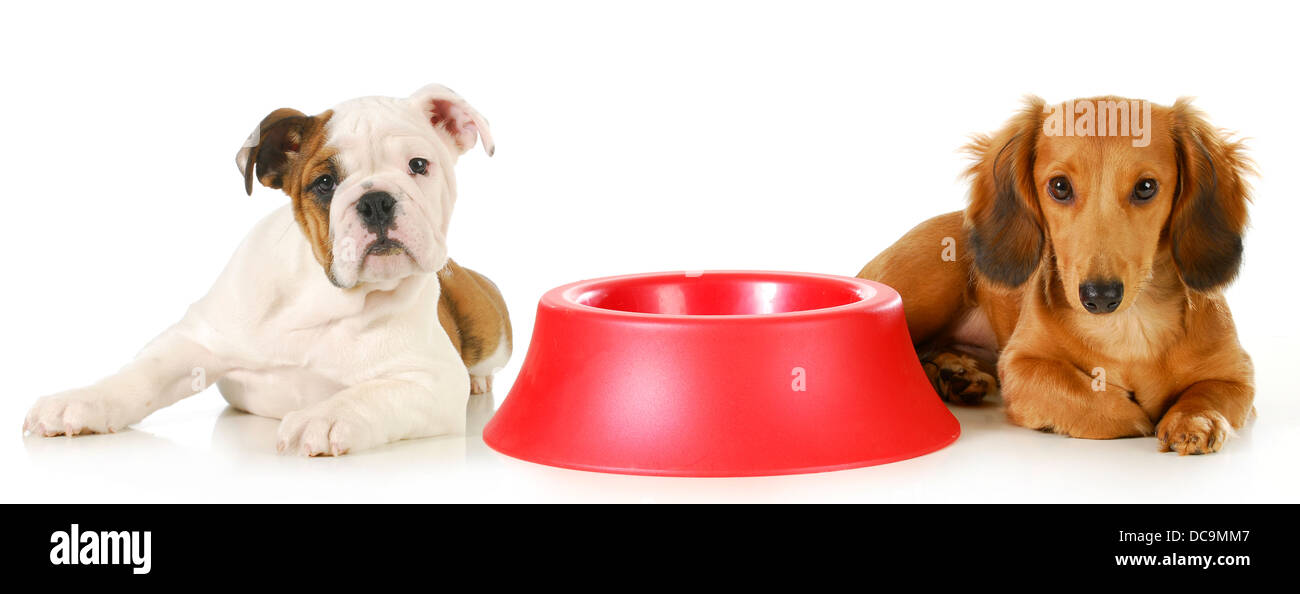 English Bulldog Dog Food Bowl High Resolution Stock Photography And Images Alamy