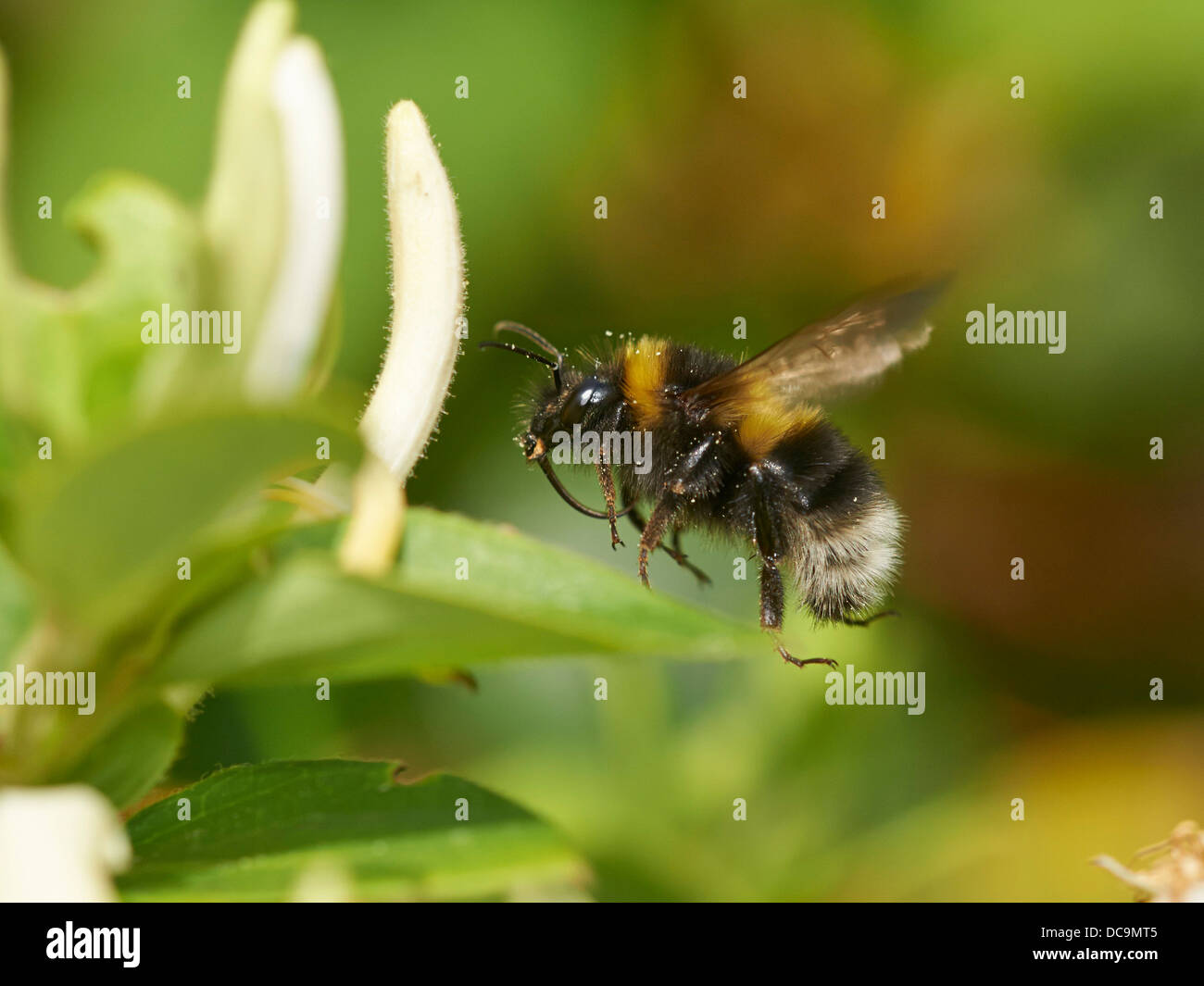 Garden Bumblebee in flight Stock Photo Alamy