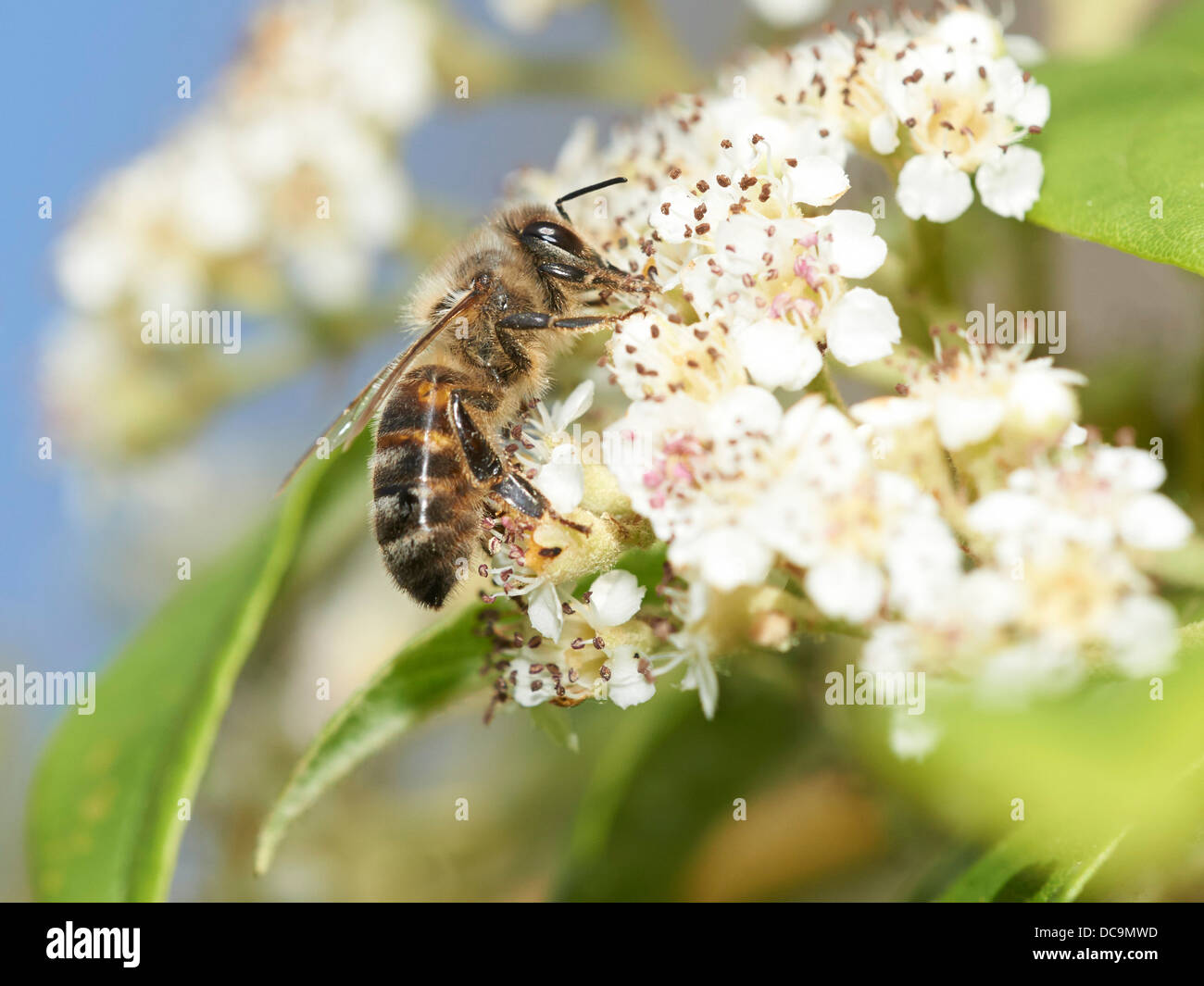 Honey Bee collecting nectar Stock Photo