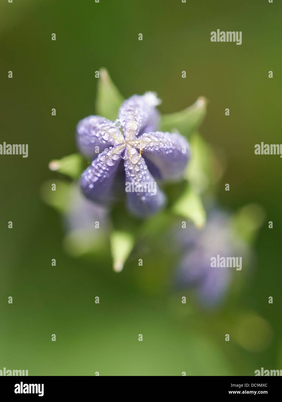 Campanula flowering plant Stock Photo