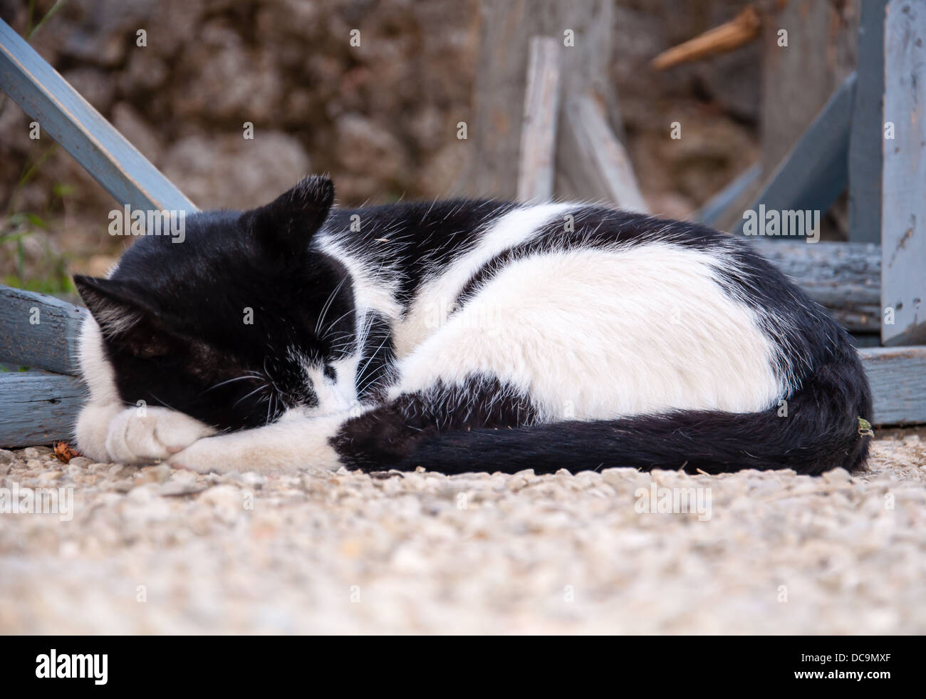 portrait picture of a sleeping black and white cat Stock Photo - Alamy