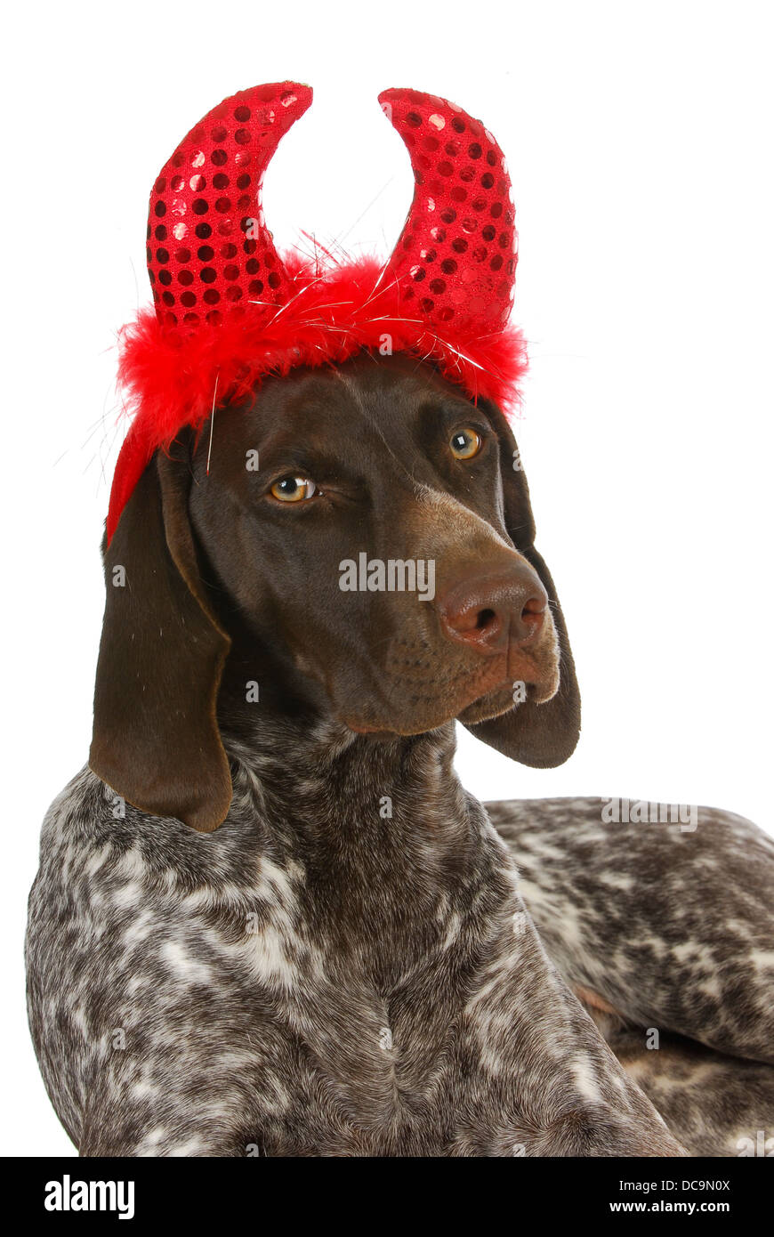 Bad Dog German Short Haired Pointer Wearing Devil Ears With