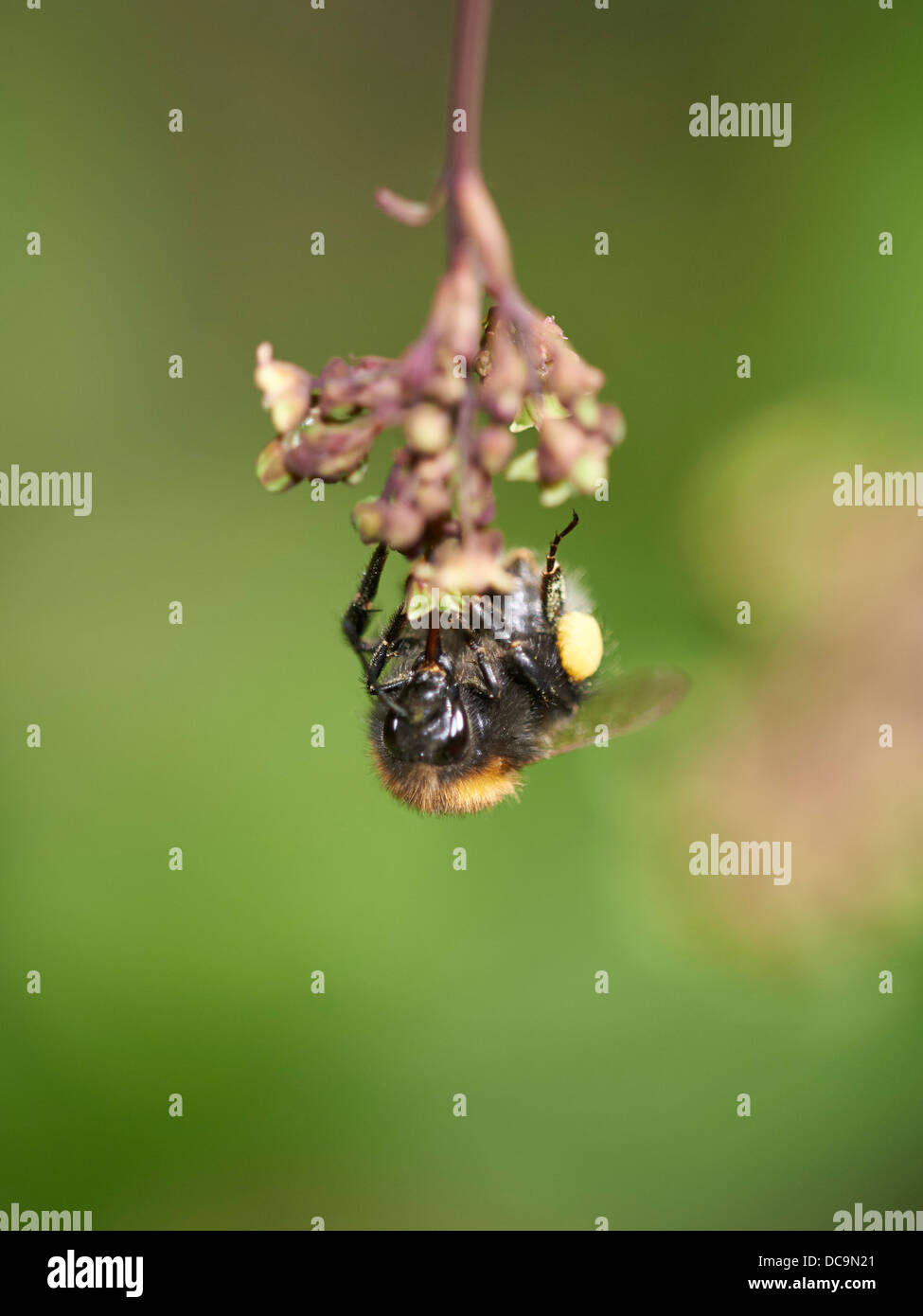 Tree Bumblebee on a garden plant Stock Photo Alamy