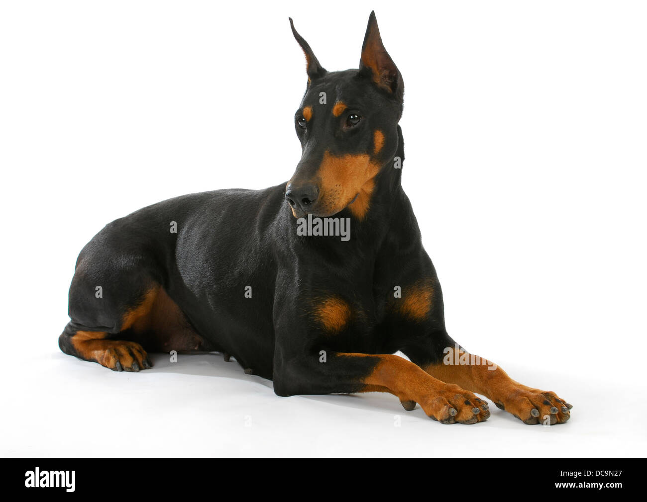 doberman pinscher laying down isolated on white background Stock Photo