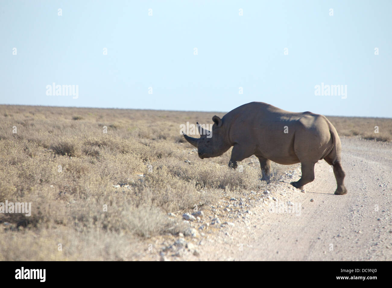 Black Rhinoceros crosses a road in Etosha National Park Stock Photo