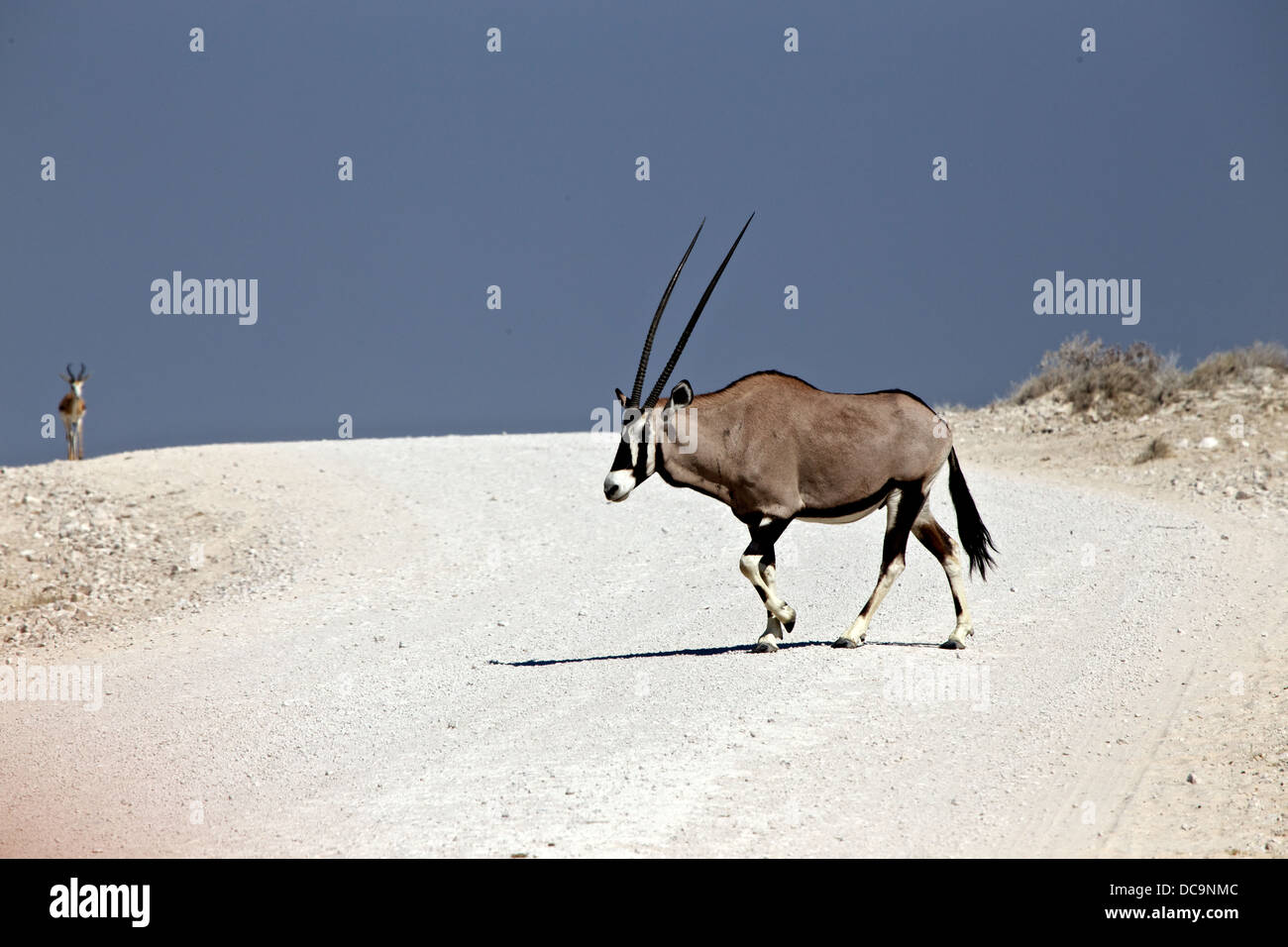 In the heat of the day an Oryx heads for the waterhole Stock Photo