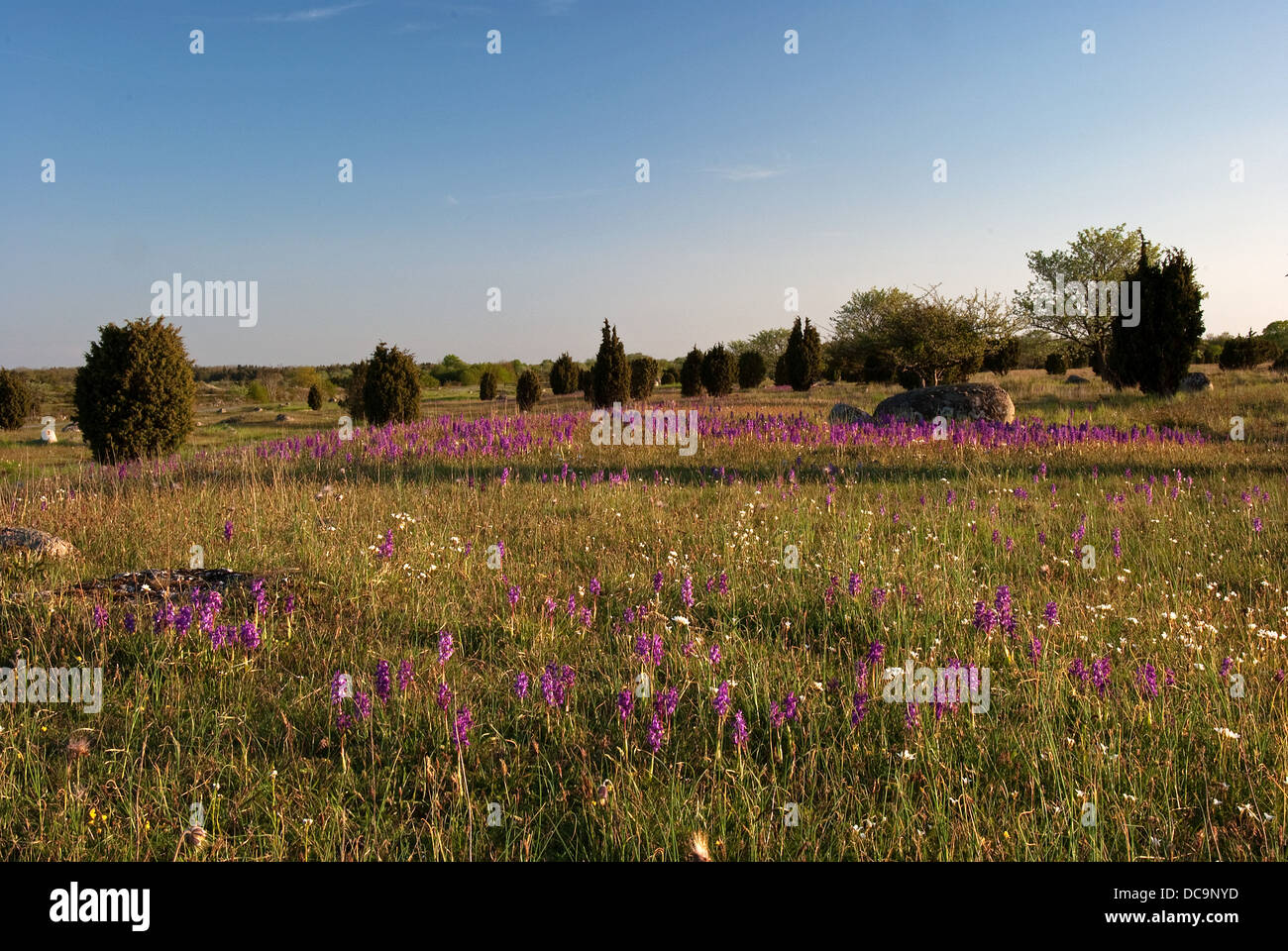 Purple wildflowers hi-res stock photography and images - Alamy