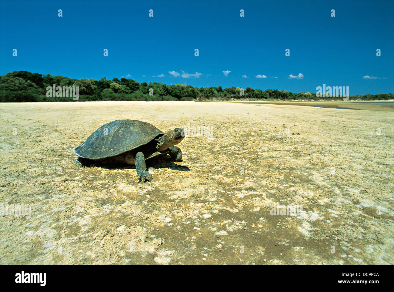 Yellow-spotted River Turtle Podocnemis unifilis one of the largest South American river turtles Bananal island Amazon Brazil Stock Photo