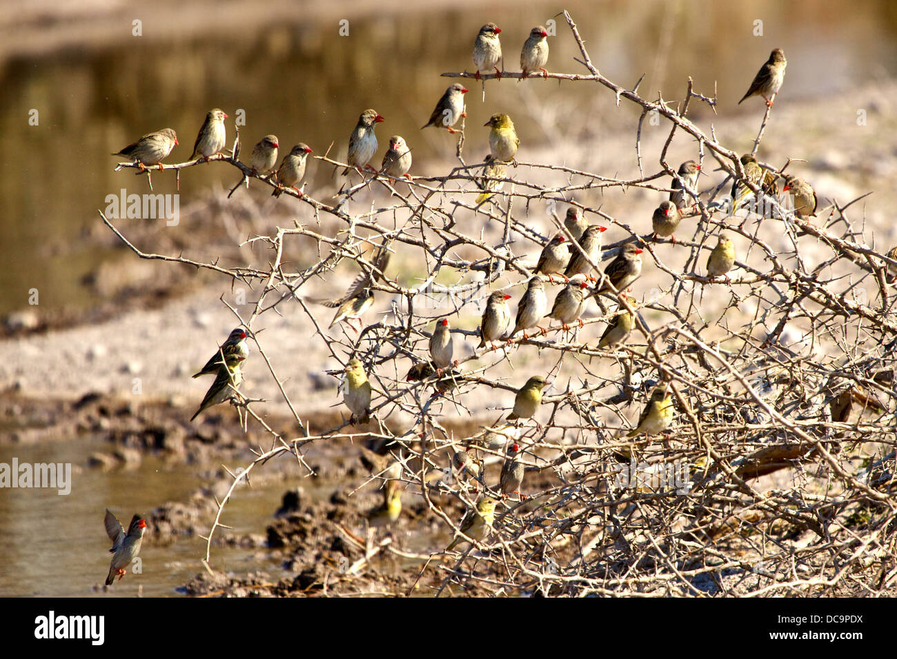 birds on thornbush Stock Photo